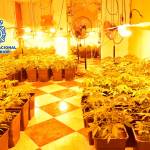 Plantas de marihuana en la vivienda registrada. / Policía Nacional.