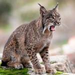 Un lince ibérico, especie que en la actualidad sigue amenazada y considerada como vulnerable. Archivo. / Rafael Bastante / Europa Press.