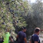 Recogida de aceituna en el olivar durante la pasada campaña. / Jason Moyano / Diario JAÉN. 