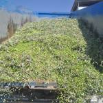 Algunos paso del proceso para hacer el aceite temprano. / F.Gaitán / Diario JAÉN.