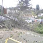 Uno de los pinos cae a consecuencia de las fuertes rachas de viento. / F. Gaitán / Diario JAÉN.