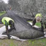 Jornaleros trabajan en la recolección de aceituna en el entorno de Tobaruela, en el término de Linares, la pasada campaña. / F. Gaitán / Diario JAÉN. 