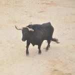 Imagen de un toro durante la celebración de las Fiestas de San Marcos en Beas de Segura. / F. Gaitán.