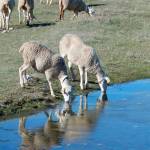 Ovejas abrevando en un prado de la aldea de Don Domingo, en Santiago-Pontones. / Diario JAÉN.