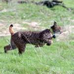 Imagen de archivo de un lince ibérico.
