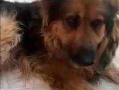 El perro abandonado, en el vídeo de la denuncia