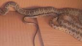 Serpiente de herradura hallada en la calle Cristo Rey. / Ayuntamiento de Jaén. 