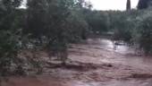 Olivos anegados por una riada de agua en San José de La Rábita. / Captura del vídeo.