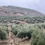 Olivos bajo la lluvia en los aledaños de Jaén capital. / Jason Moyano / Diario JAÉN. Vídeos de Jason Moyano (Los Villares y Jaén) y Juan Antonio Cabrera (Valdepeñas de Jaén) / Diario JAÉN.