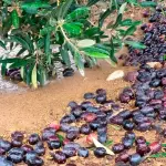 Aceituna en el suelo como consecuencia del tren de borrascas de este año. 