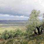 Olivares en Arquillos, comarca de El Condado, a 5 de febrero de 2026. / Diario JAÉN.