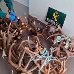 Cuernas de ciervo y gamo incautadas. / Guardia Civil de Jaén.