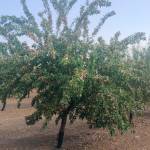 Fotografía reciente de un almendro en la plantación de Francisco Elvira Arrollo, en Jaén. 