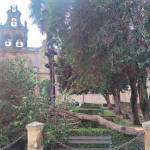 Árbol caído en la Plaza Vázquez de Molina, en Úbeda. 