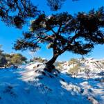 Estampa de árboles nevados, luciendo radiantes a plena luz del día.