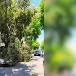 La rama de árbol caída sobre un coche en la calle Arquitecto Berges.