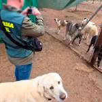 Inspección de la protectora en el marco de la operación “Discrepancias”. / Guardia Civil. 