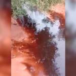 Arroyo del Espino en Castellar. / Pacma.