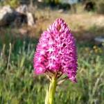 Una orquídea piramidal florece en las Allanadas de Huelma. / Ángel del Moral.