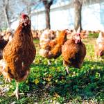 Decenas de gallinas en libertad en una finca ganadera. Desde ayer, hay que confinarlas por el riesgo de gripe aviar.