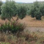 Olivar en Génave, este sábado. / Captura del vídeo / Francisco J. Marín / Diario JAÉN.
