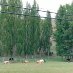Ganado bravo pasta en Cañada Hermosa (Santiago-Pontones) tras una mañana de lluvia. / Captura del vídeo / Diario JAÉN.