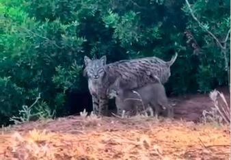 <i>Una captura del vídeo donde se puede ver a los linces entre olivos. / Vídeo: Juan Vilches</i>