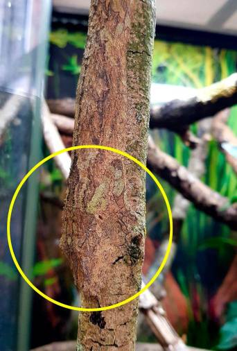 $!¿Dónde está el gecko?: El asombroso camuflaje de este reptil con el entorno