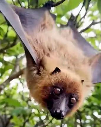 <i>Murciélago zorro volador. / @tvaztecapuebla.</i>