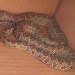 Serpiente de herradura hallada en la calle Cristo Rey. / Ayuntamiento de Jaén. 