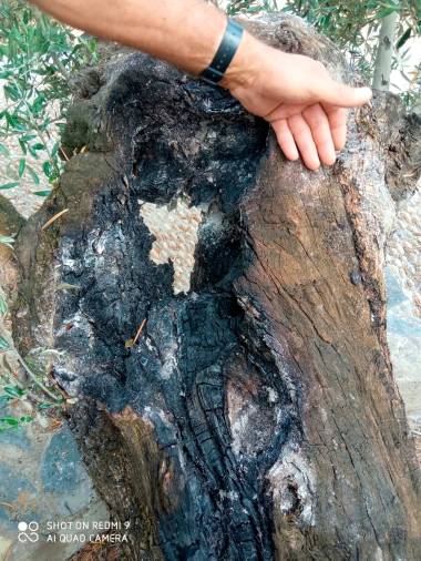 Tratan de quemar los olivos centenarios del Papa y la Virgen de la Cabeza en Carboneros