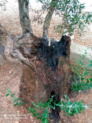 Tratan de quemar los olivos centenarios del Papa y la Virgen de la Cabeza en Carboneros