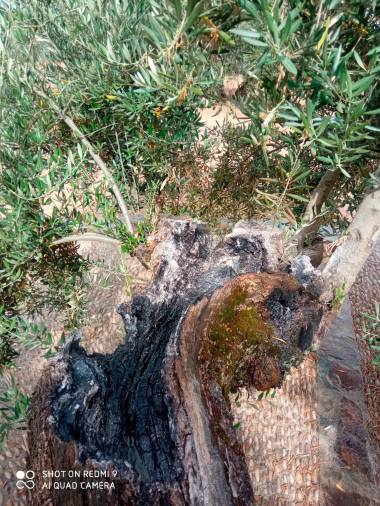 Tratan de quemar los olivos centenarios del Papa y la Virgen de la Cabeza en Carboneros