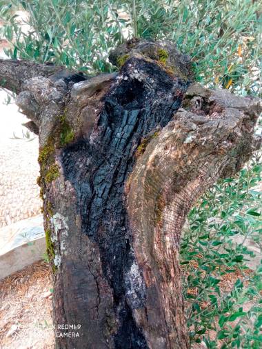 Tratan de quemar los olivos centenarios del Papa y la Virgen de la Cabeza en Carboneros