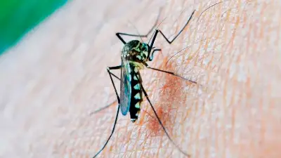 Mosquito portador del virus del Nilo Occidental. Archivo. / Junta de Andalucía.