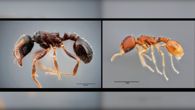 Las dos especies de hormigas identificadas. / Universidad de Córdoba. 