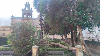 Árbol caído en la Plaza Vázquez de Molina, en Úbeda. 