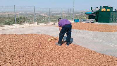 Producción de la almendra en una empresa jiennense. / F. Gaitán / Diario JAÉN. 