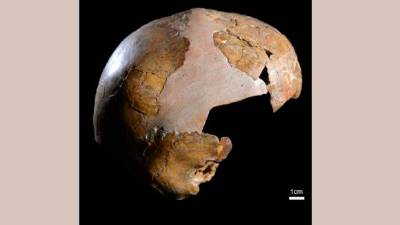 El cráneo del niño Skhul I muestra la curvatura craneal típica del Homo sapiens. / Universidad de Tel Aviv. 