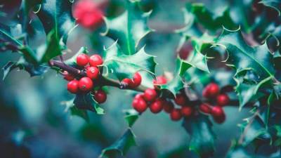 Las siete plantas naturales que eligen las floristas para lograr una casa espectacular esta Navidad. / PLEXELS - LUM3N.