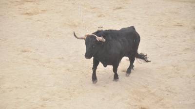 Imagen de un toro durante la celebración de las Fiestas de San Marcos en Beas de Segura. / F. Gaitán.