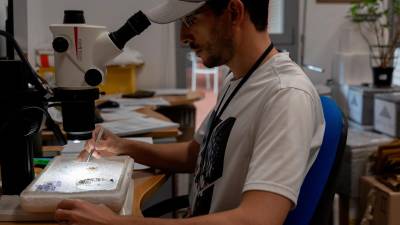 Recuento de mosquitos del VNO en el laboratorio. / Junta de Andalucía. 