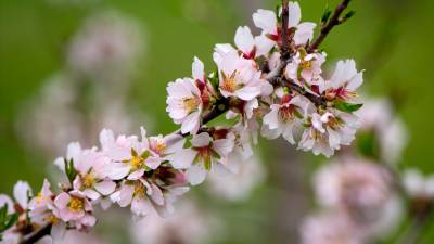 Almendros en flor. Archivo. / Europa Press.