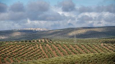 Colinas sembradas de olivar en una fotografía de Archivo con el municipio de Lahiguera al fondo. / Agustín Muñoz / Diario JAÉN. 