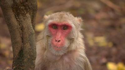 Mono macaco rhesus hembra.