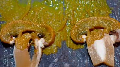 Captura del vídeo subido por el usuario “@thecallofthemoss”. / Instagram.