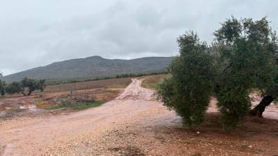 Olivar en el término municipal de Montizón. / Diario JAÉN.