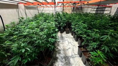 Imagen de la plantación incautada. / Policía Local de Linares.