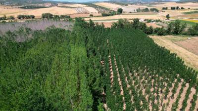Imagen desde el aire de las choperas del Río Velillos, junto a Mures. / Diario JAÉN. 