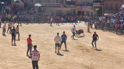 Jóvenes aficionados recortan a la vaquilla en el primer desencajonamiento de reses de San Marcos en Arroyo del Ojanco. / Álex Gómez / Diario JAÉN. 
